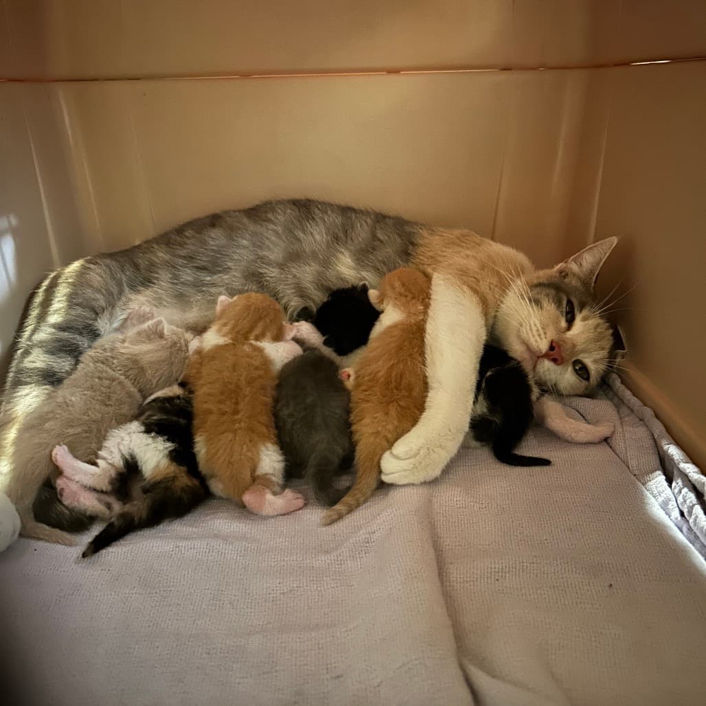 Mama Sushi