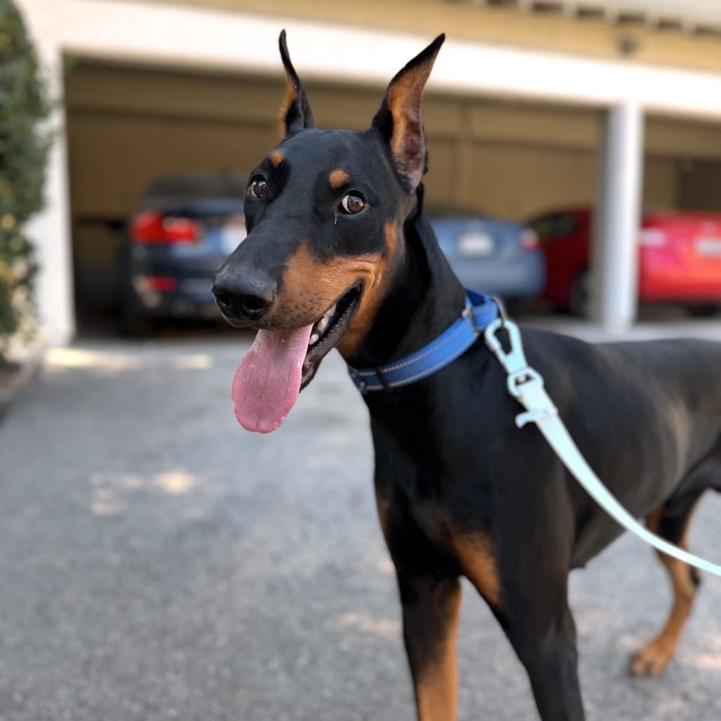 Archie