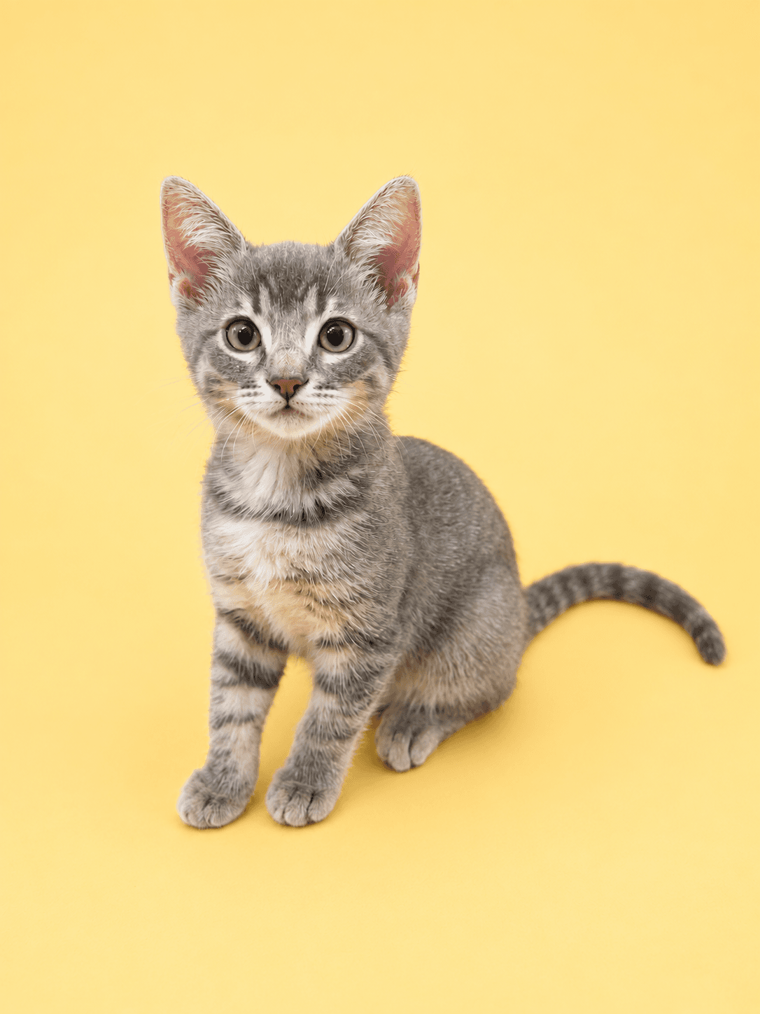 Miso adoptable kitten